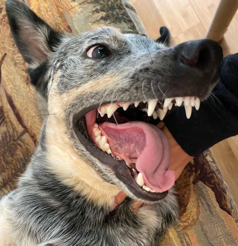 Animal Tooth De-Scaler, Pet Teeth Tartar Remover, Cat Dog Dental Oral Care Hygiene Pet Teeth Tartar Remover 7