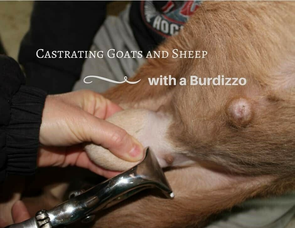 Emasculator Bloodless Castration Burdizzo Castrator Veterinary 9