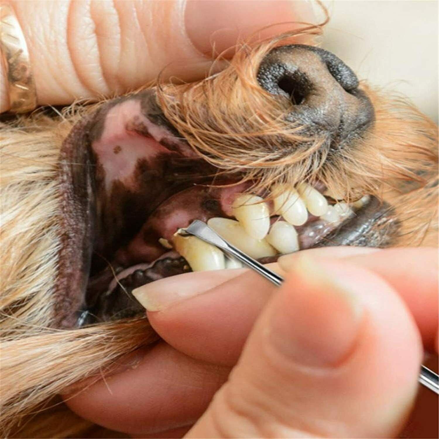 Animal Tooth De-Scaler, Pet Teeth Tartar Remover, Cat Dog Dental Oral Care Hygiene Pet Teeth Tartar Remover 3