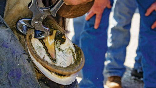 Professional Farrier Hoof Nippers 15", Hoof Pin Cutter 15'', Nipper Farrier Tool Veterinary 2